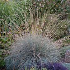 Attēlu rezultāti vaicājumam “Helictotrichon pratense”