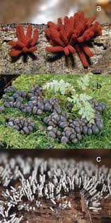 Attēlu rezultāti vaicājumam “Diderma testaceum young”