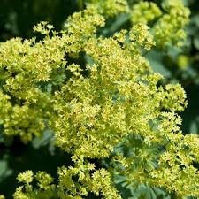 Image result for Alchemilla mollis
