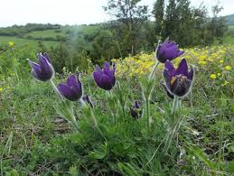 Image result for Pulsatilla