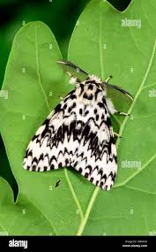 Attēlu rezultāti vaicājumam “Lymantria monacha imago”