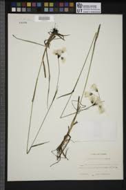 Attēlu rezultāti vaicājumam “Eriophorum latifolium”