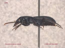 Attēlu rezultāti vaicājumam “Pterostichus sp.”