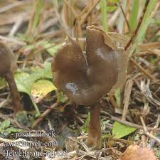 Attēlu rezultāti vaicājumam “Helvella atra”