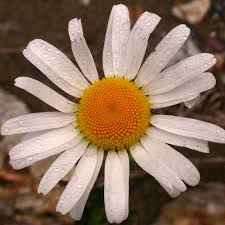 Attēlu rezultāti vaicājumam “Leucanthemum vulgare”