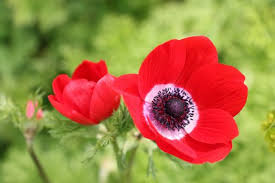 Image result for Buschwindröschen