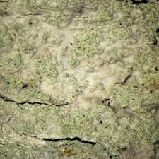 Attēlu rezultāti vaicājumam “Phlyctis agelaea”