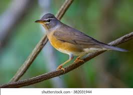 Image result for Turdus obscurus