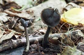 Attēlu rezultāti vaicājumam “Helvella atra”