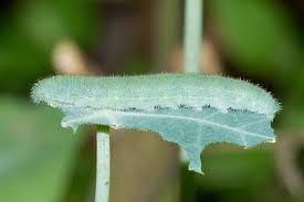 Attēlu rezultāti vaicājumam “Pieris rapae larva”