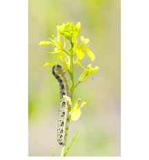 Attēlu rezultāti vaicājumam “Pieris brassicae larva”