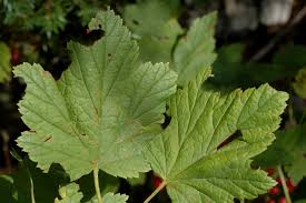 Attēlu rezultāti vaicājumam “Ribes rubrum leaf”