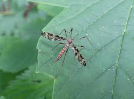 Attēlu rezultāti vaicājumam “Epiphragma ocellare”