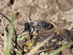 Attēlu rezultāti vaicājumam “Andrena vaga”