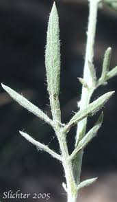 Attēlu rezultāti vaicājumam “Centaurea stoebe leaf”