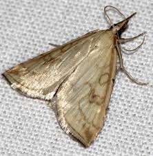 Attēlu rezultāti vaicājumam “Udea lutealis”