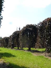 Attēlu rezultāti vaicājumam “Fagus sylvatica fo. purpurea”