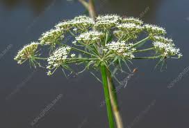 Attēlu rezultāti vaicājumam “Peucedanum palustre”