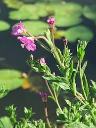 Attēlu rezultāti vaicājumam “Epilobium hirsutum”