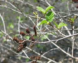 Attēlu rezultāti vaicājumam “Alnus incana female flower”