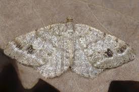 Attēlu rezultāti vaicājumam “Macaria signaria”