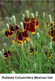 Image result for Ratibida columnifera