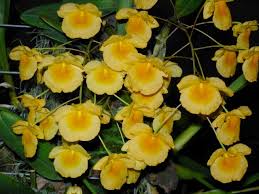 Attēlu rezultāti vaicājumam “Didymium aggregatum”