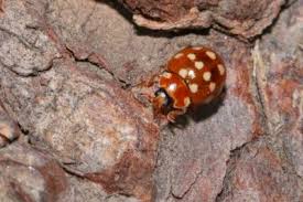 Attēlu rezultāti vaicājumam “Calvia decemguttata imago”