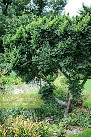 Attēlu rezultāti vaicājumam “Ulmus x hollandica”