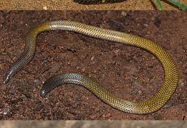 Attēlu rezultāti vaicājumam “Serpentes”