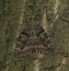 Attēlu rezultāti vaicājumam “Catocala sponsa”