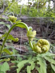 Attēlu rezultāti vaicājumam “Botrychium lunaria”