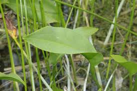 Attēlu rezultāti vaicājumam “Alisma plantago-aquatica leaf”