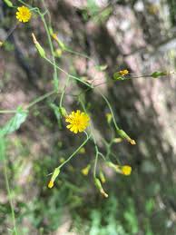 Attēlu rezultāti vaicājumam “Hieracium umbellatum”
