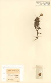 Image result for Thaddus Haenke