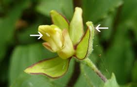 Attēlu rezultāti vaicājumam “Epipactis palustris bud”