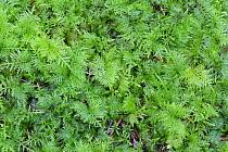 Attēlu rezultāti vaicājumam “Thuidium tamariscinum”