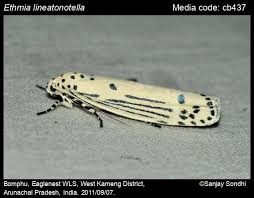 Attēlu rezultāti vaicājumam “Depressariidae”