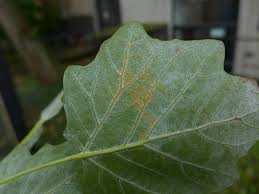 Attēlu rezultāti vaicājumam “Melampsora populnea”