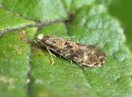 Attēlu rezultāti vaicājumam “Nemapogon cloacella”