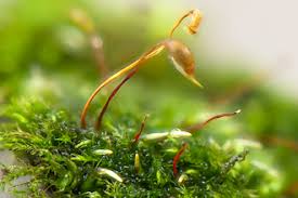 Attēlu rezultāti vaicājumam “Aulacomnium androgynum sporophyte”