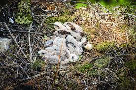 Attēlu rezultāti vaicājumam “Buteo buteo nest”