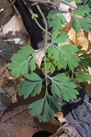Attēlu rezultāti vaicājumam “Corydalis intermedia leaf”