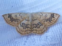 Attēlu rezultāti vaicājumam “Cyclophora annularia”