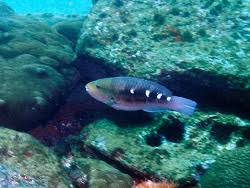 Image result for Scarus zelindae