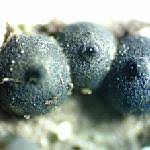 Attēlu rezultāti vaicājumam “Rosellinia desmazieri”