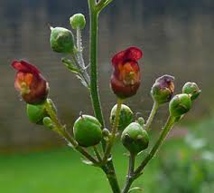 Attēlu rezultāti vaicājumam “Scrophularia nodosa fruit”
