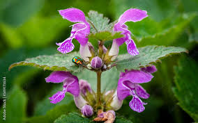 Attēlu rezultāti vaicājumam “Lamium purpureum flower”
