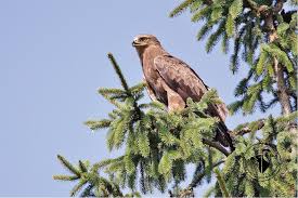 Attēlu rezultāti vaicājumam “Aquila pomarina”