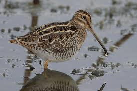 Attēlu rezultāti vaicājumam “Gallinago gallinago nest”